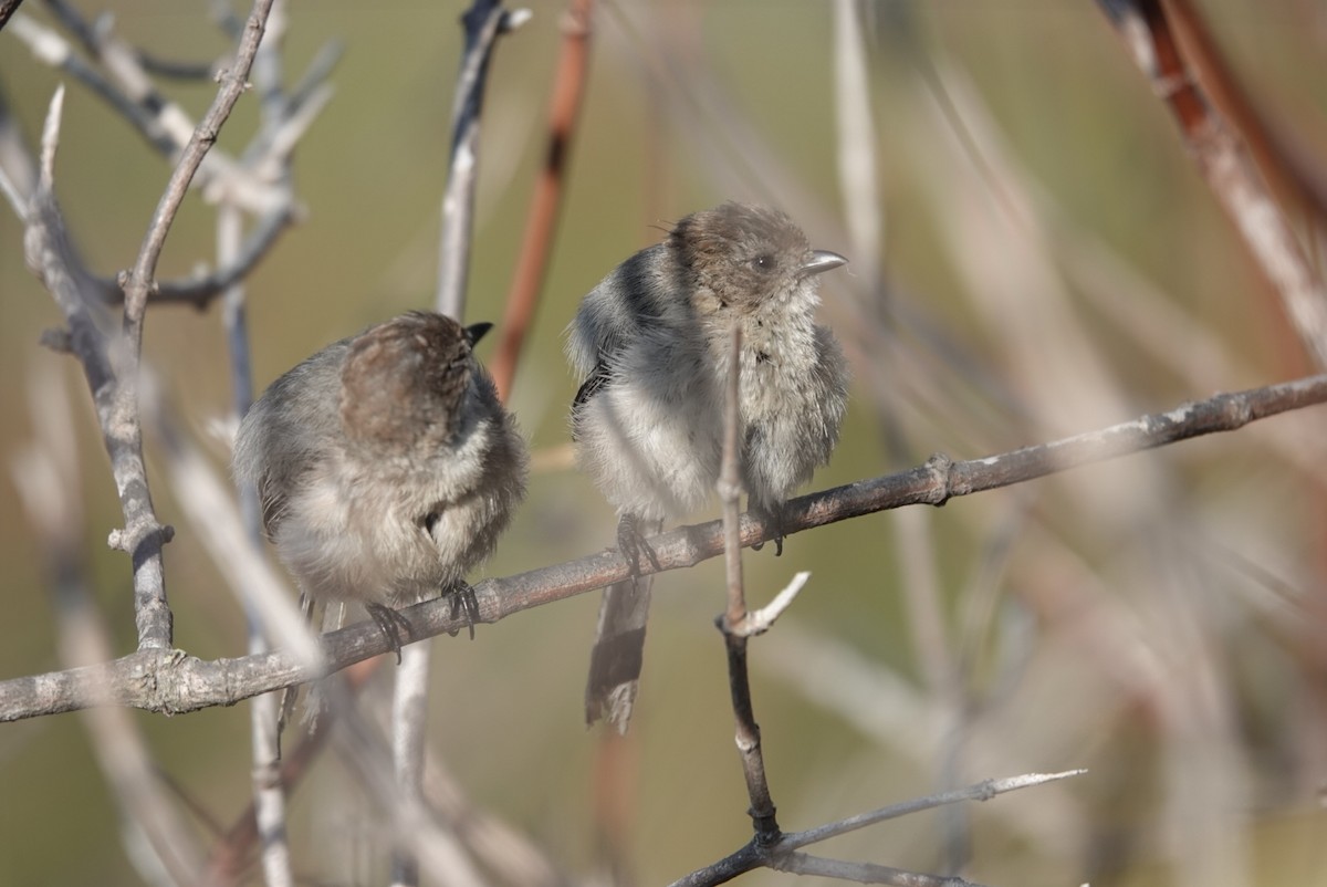 Bushtit - ML622114907