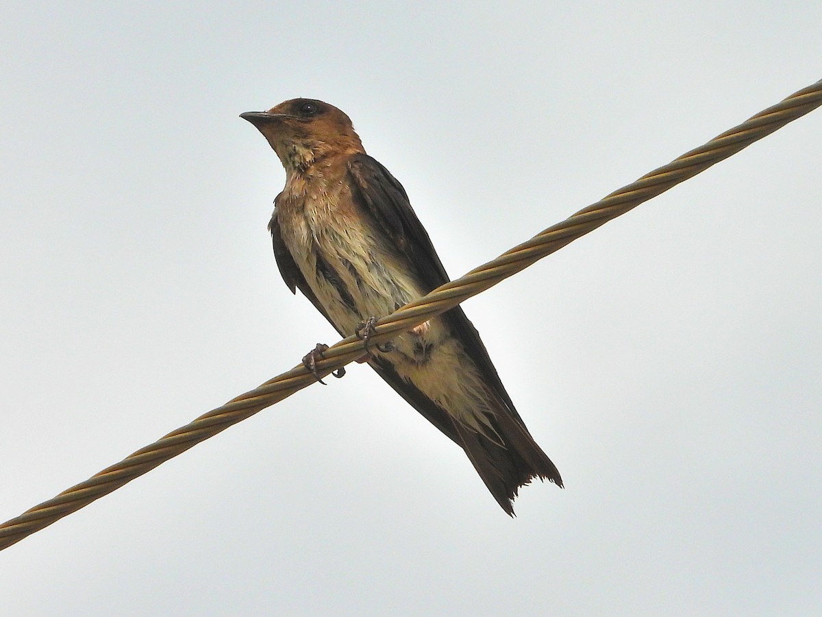 Gray-breasted Martin - César Tejeda Cruz