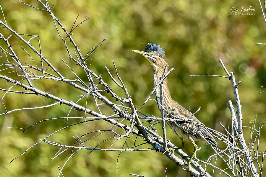 Green Heron - ML622114912