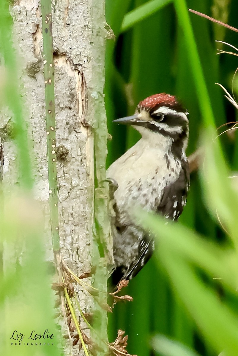 Nuttall's Woodpecker - elizabeth Leslie