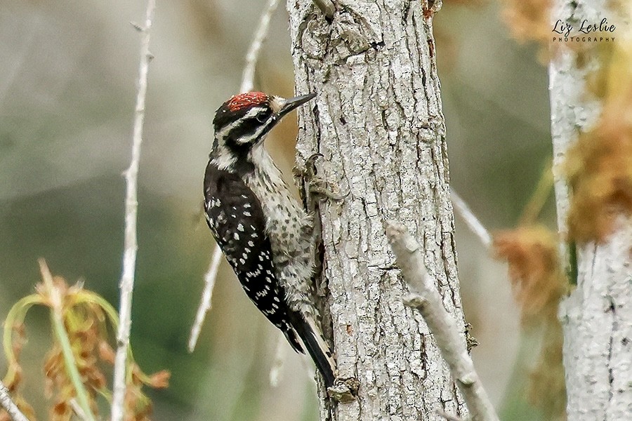 Nuttall's Woodpecker - ML622114919