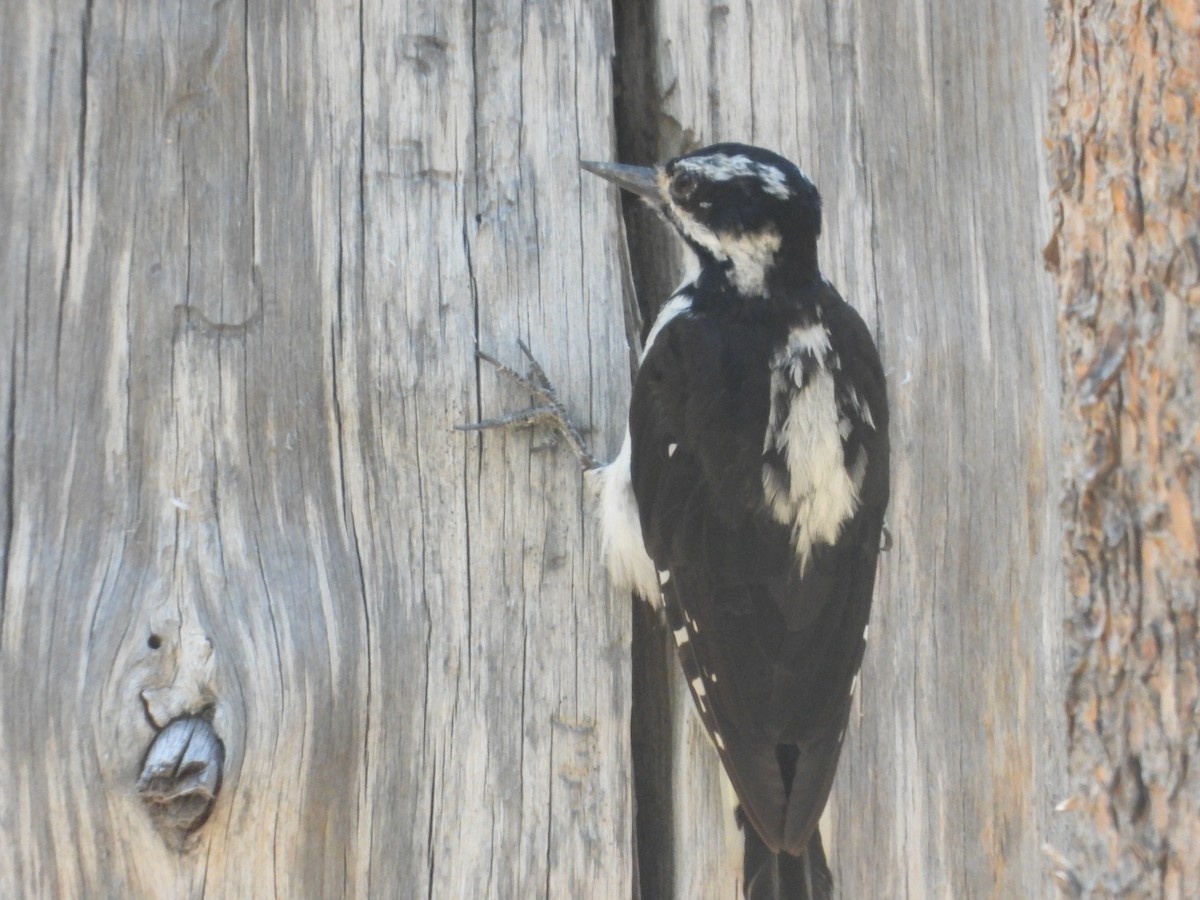 Hairy Woodpecker - ML622114920