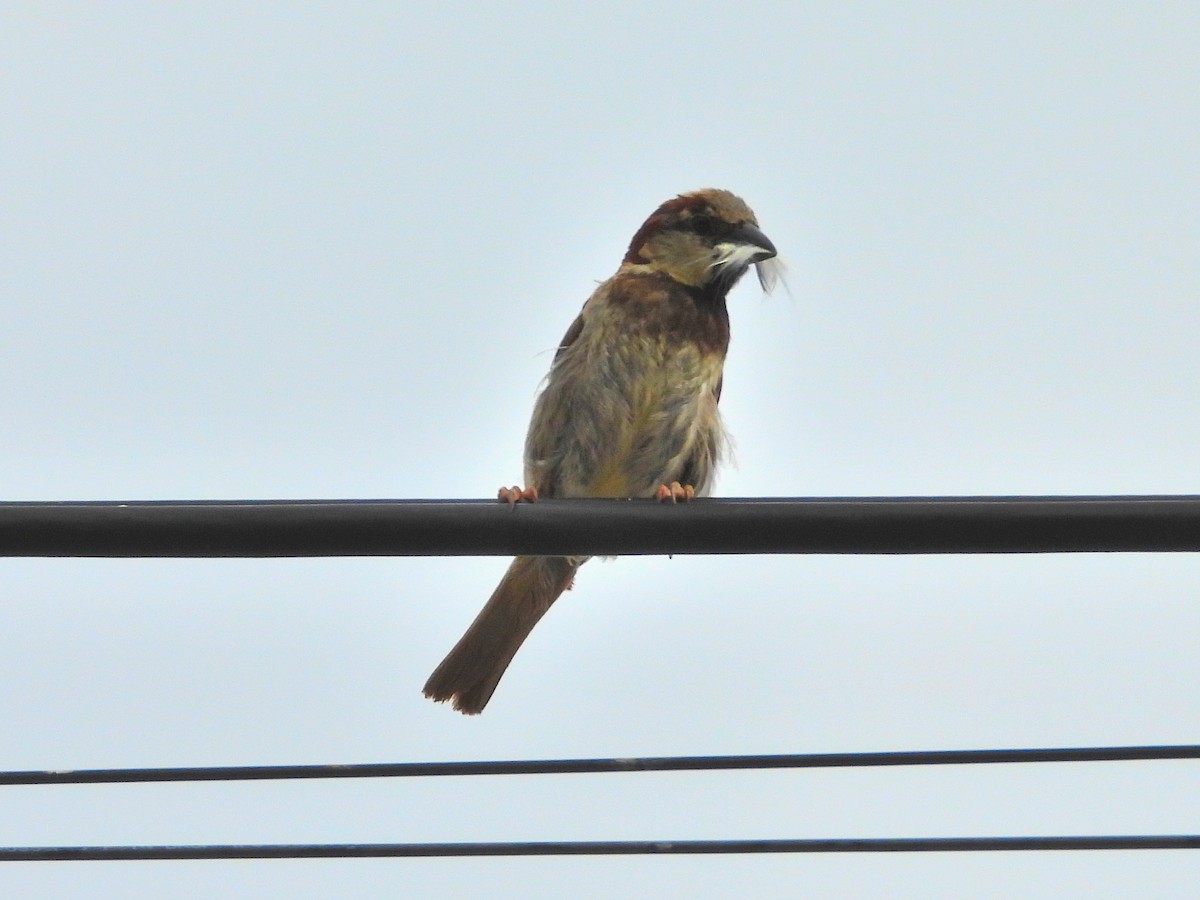 House Sparrow - ML622114922