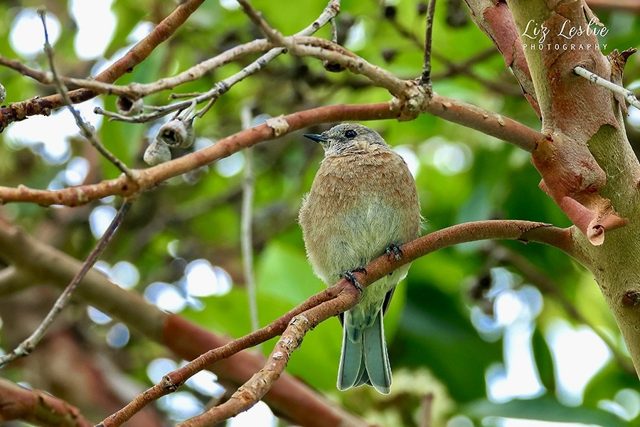 Western Bluebird - ML622114926