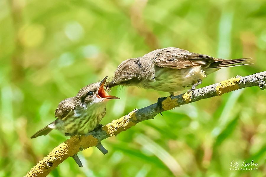 Vermilion Flycatcher - ML622114934