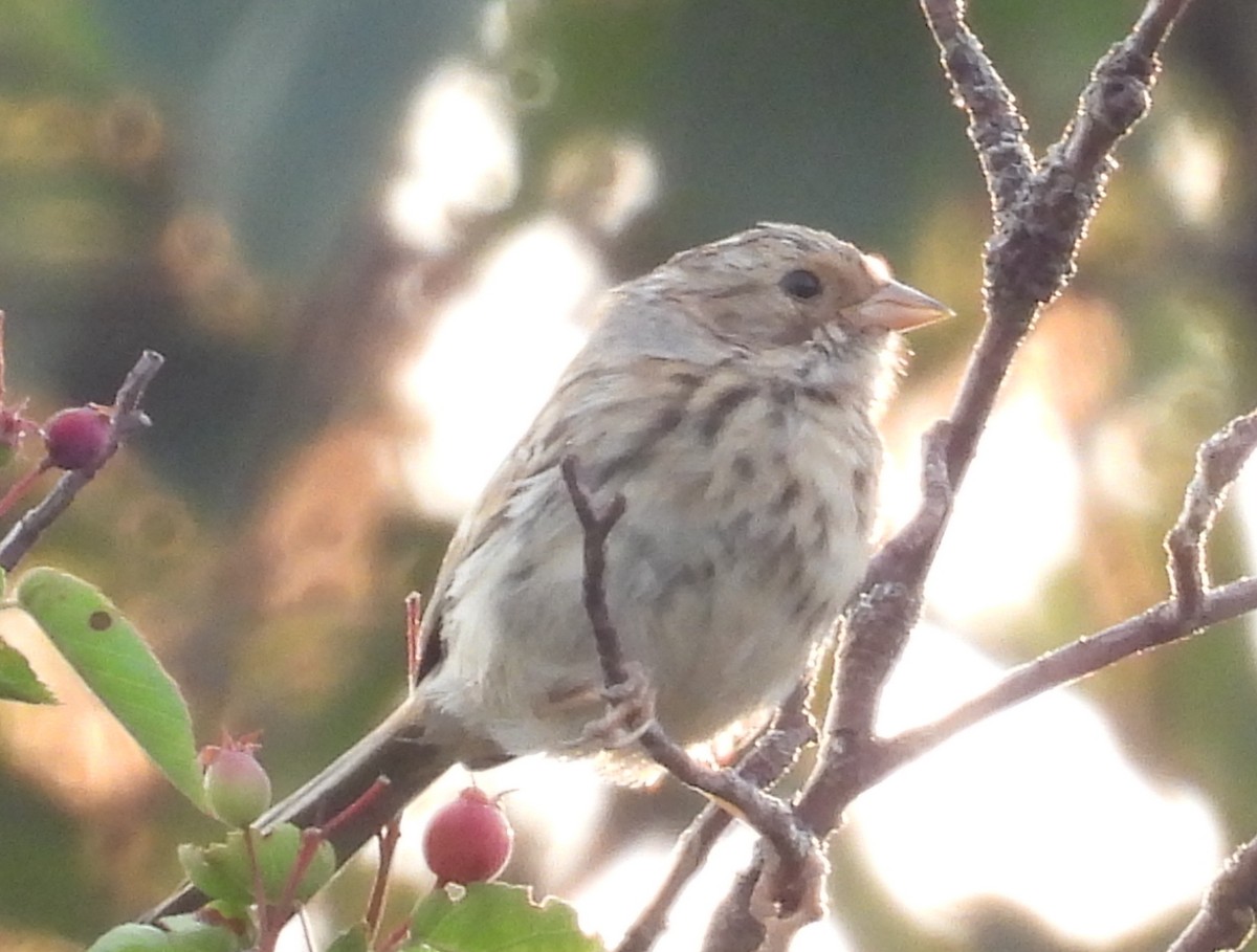 Clay-colored Sparrow - ML622114935