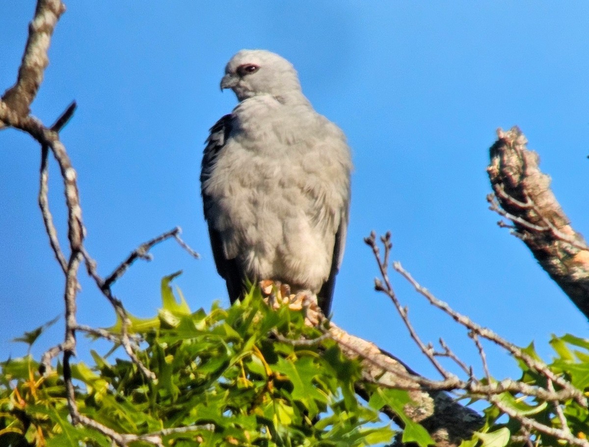 Mississippi Kite - ML622114937