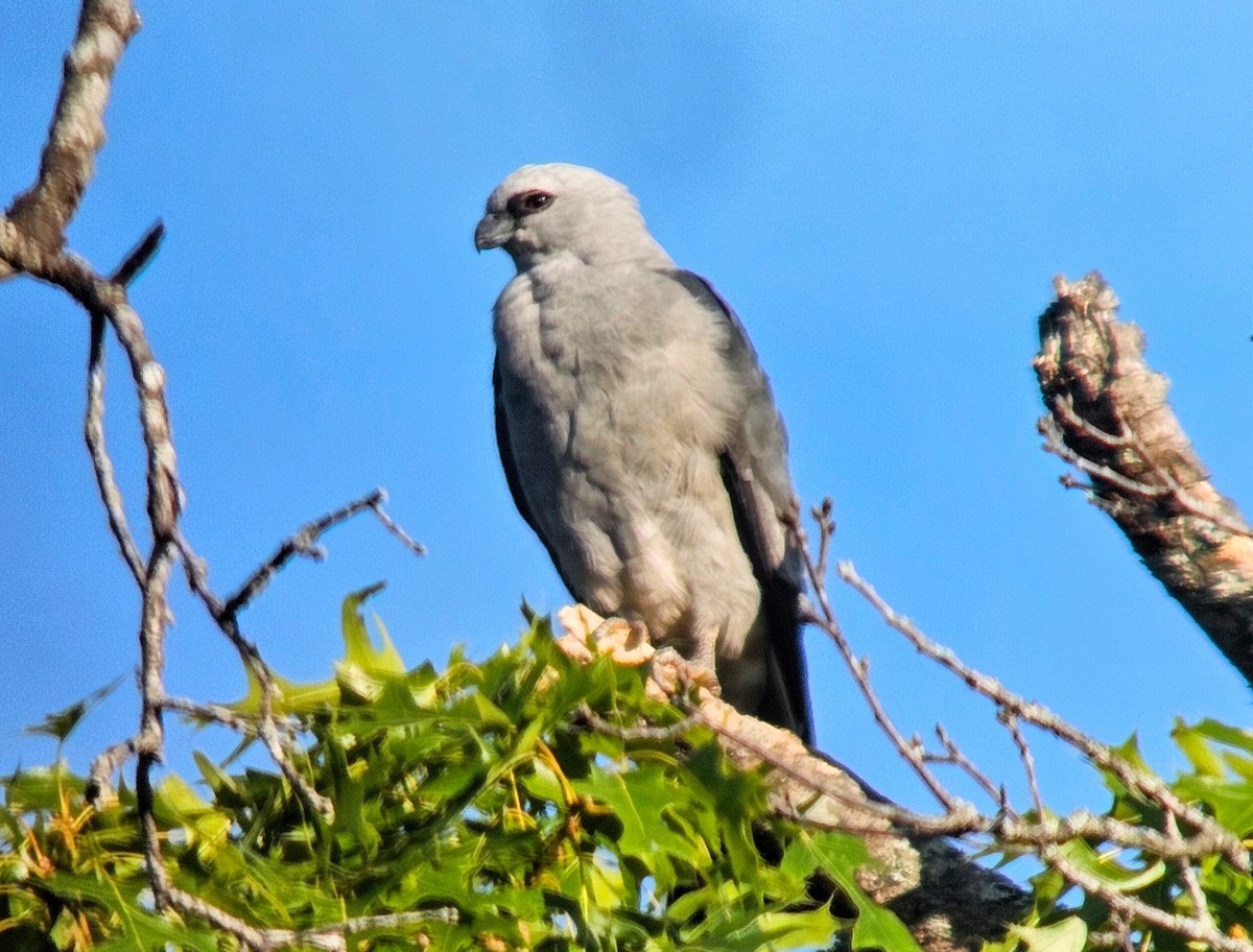 Mississippi Kite - ML622114938