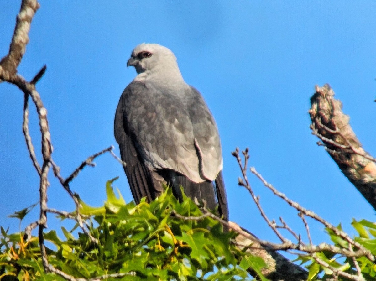 Mississippi Kite - ML622114939