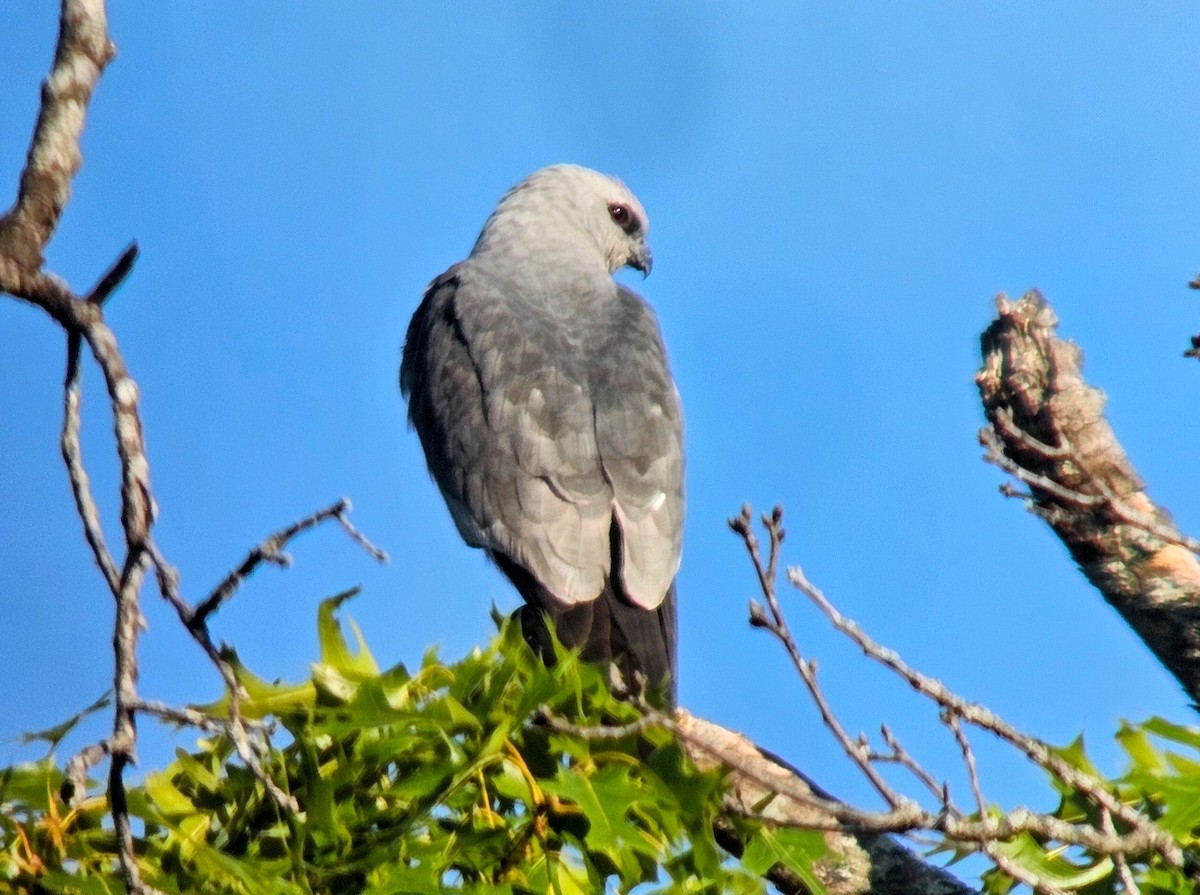 Mississippi Kite - ML622114940