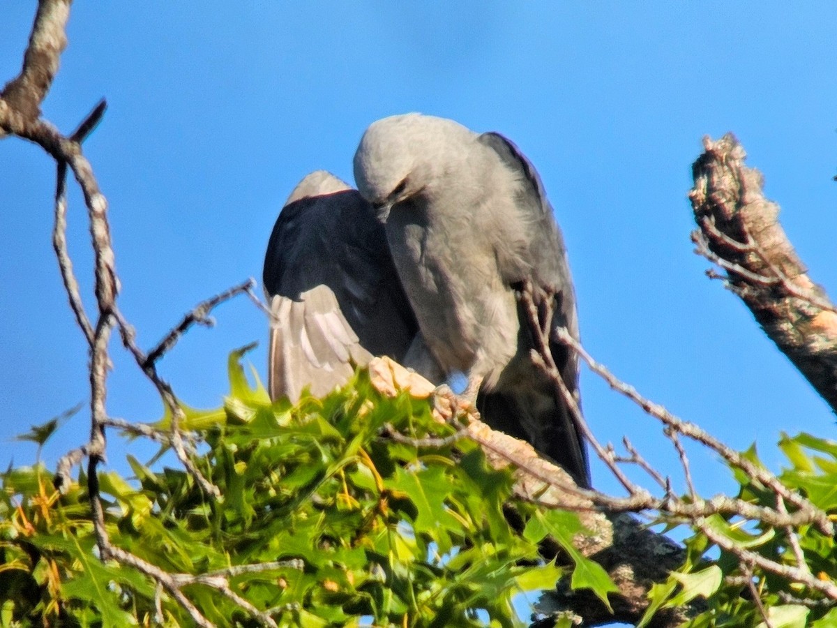 Mississippi Kite - ML622114941