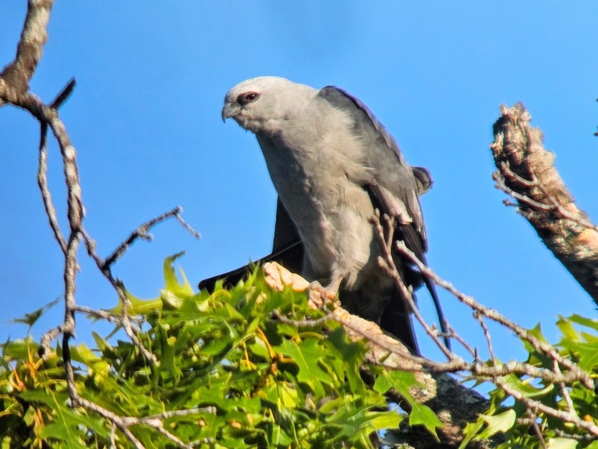 Mississippi Kite - ML622114942