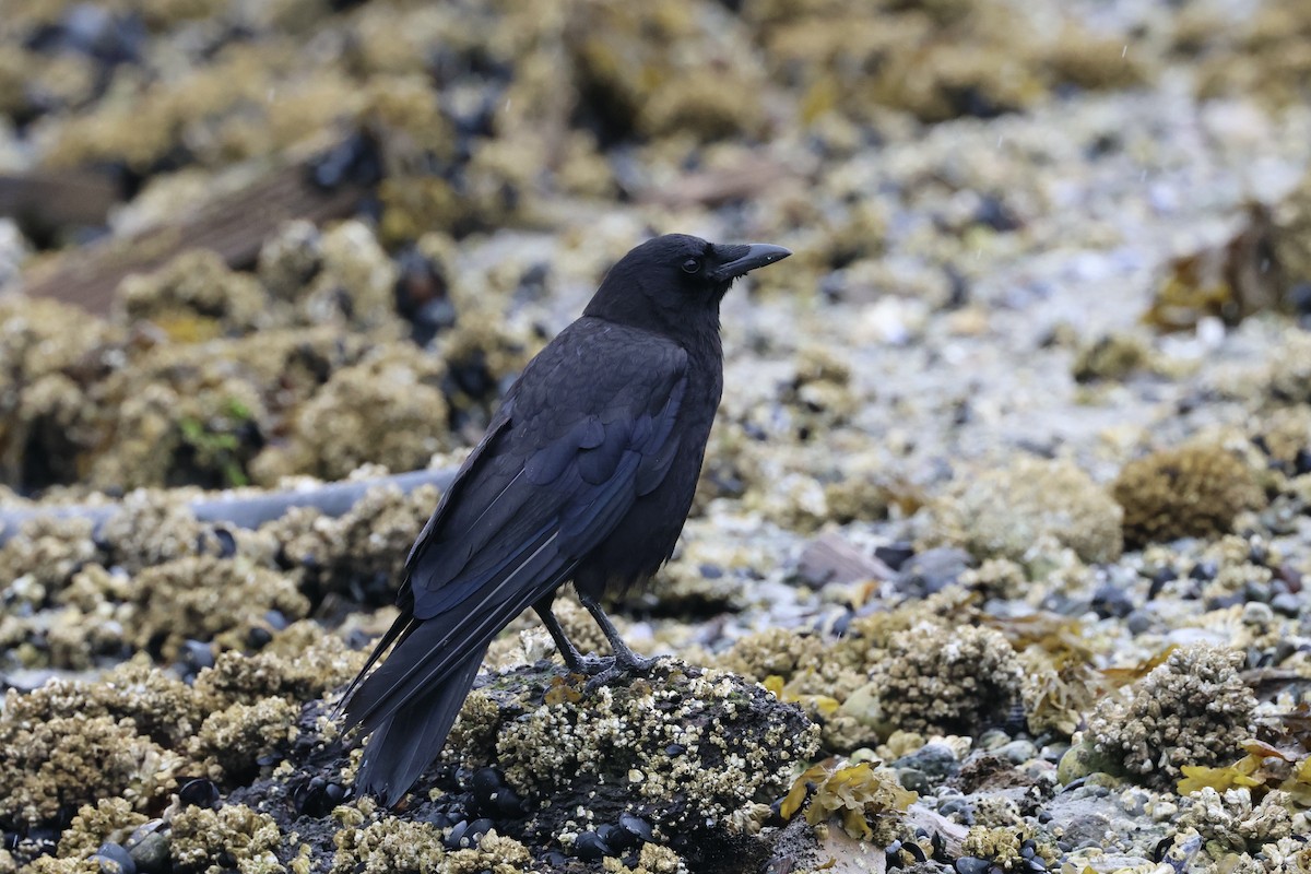 American Crow - ML622114943