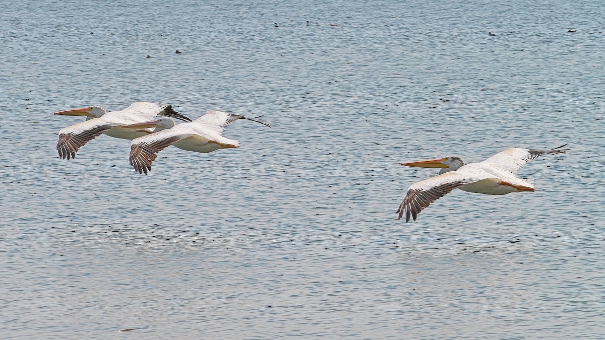 pelikán severoamerický - ML622114944
