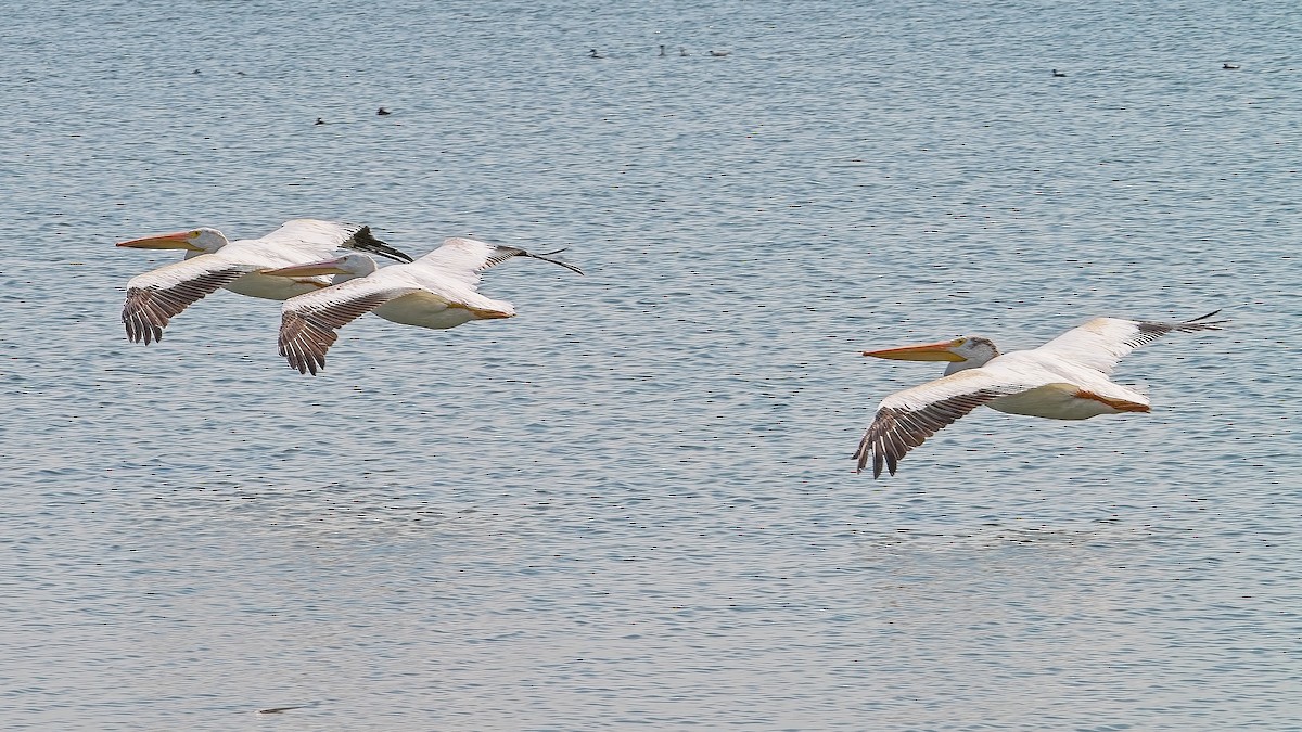 American White Pelican - ML622114944