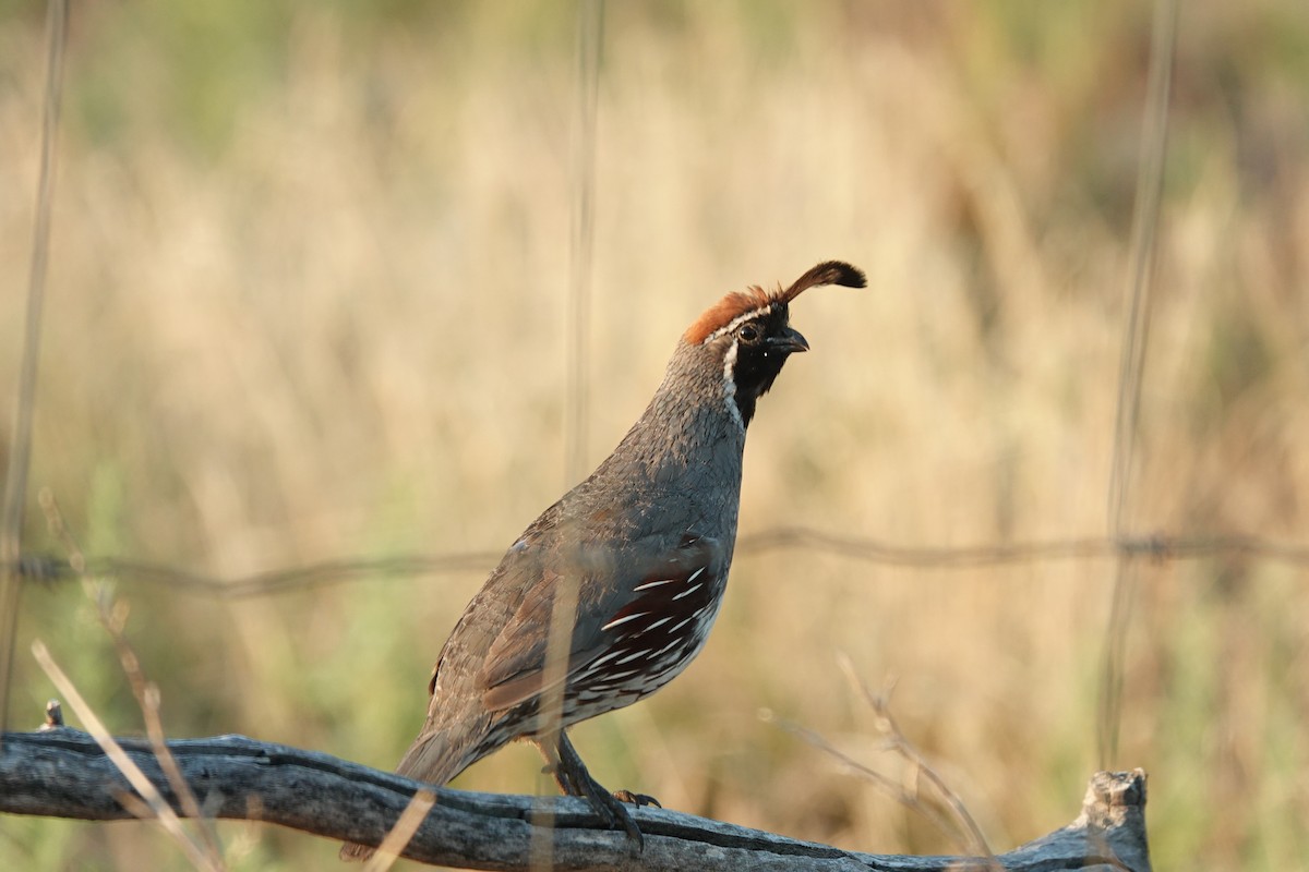 Gambel's Quail - ML622114945