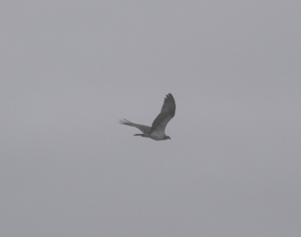 魚鷹 - ML622114948