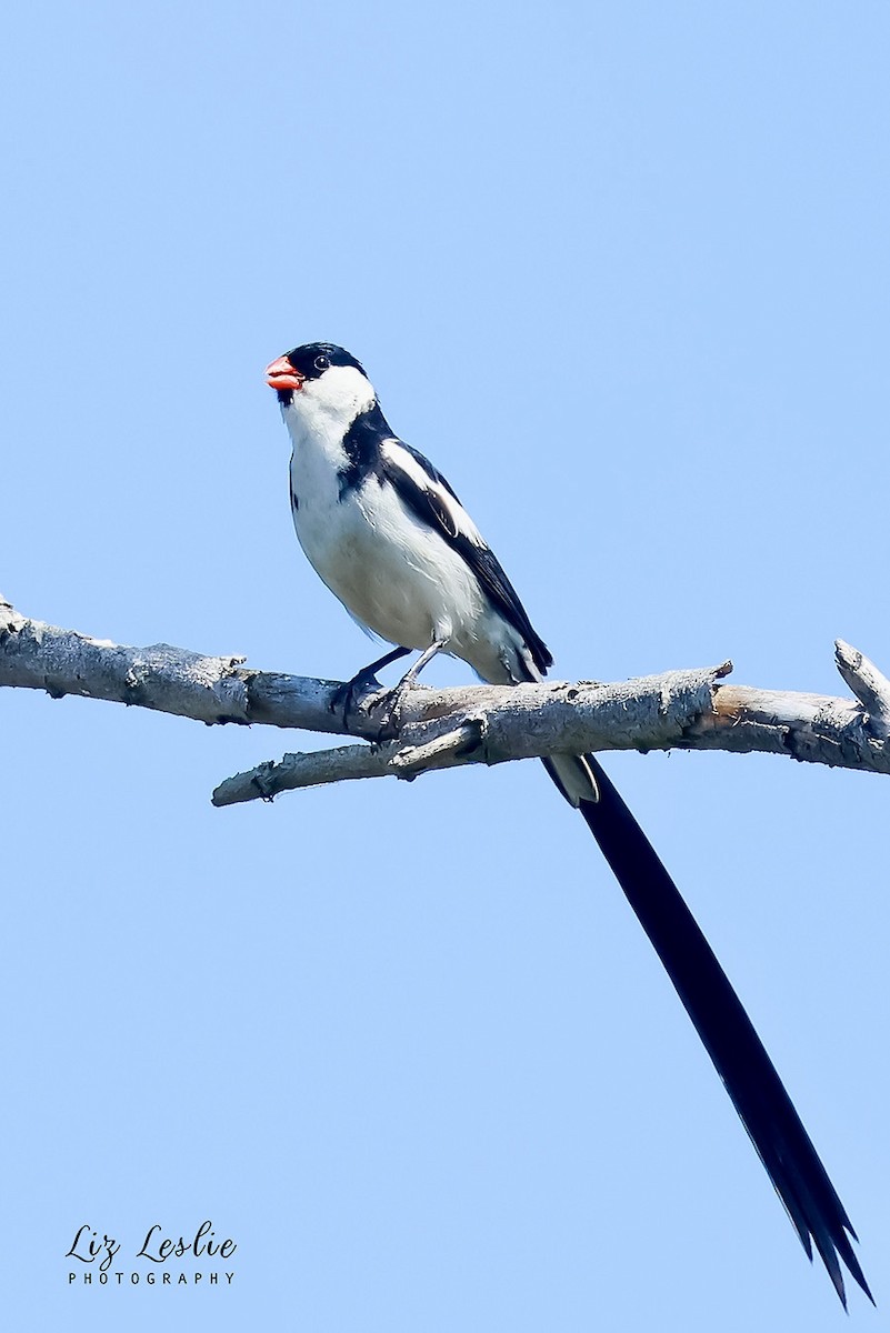 Pin-tailed Whydah - ML622114949