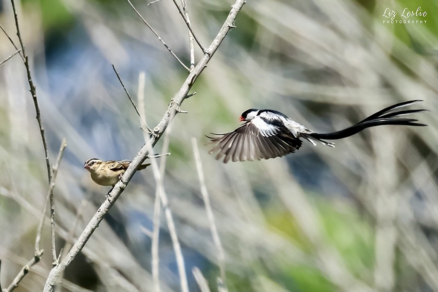 Pin-tailed Whydah - ML622114950