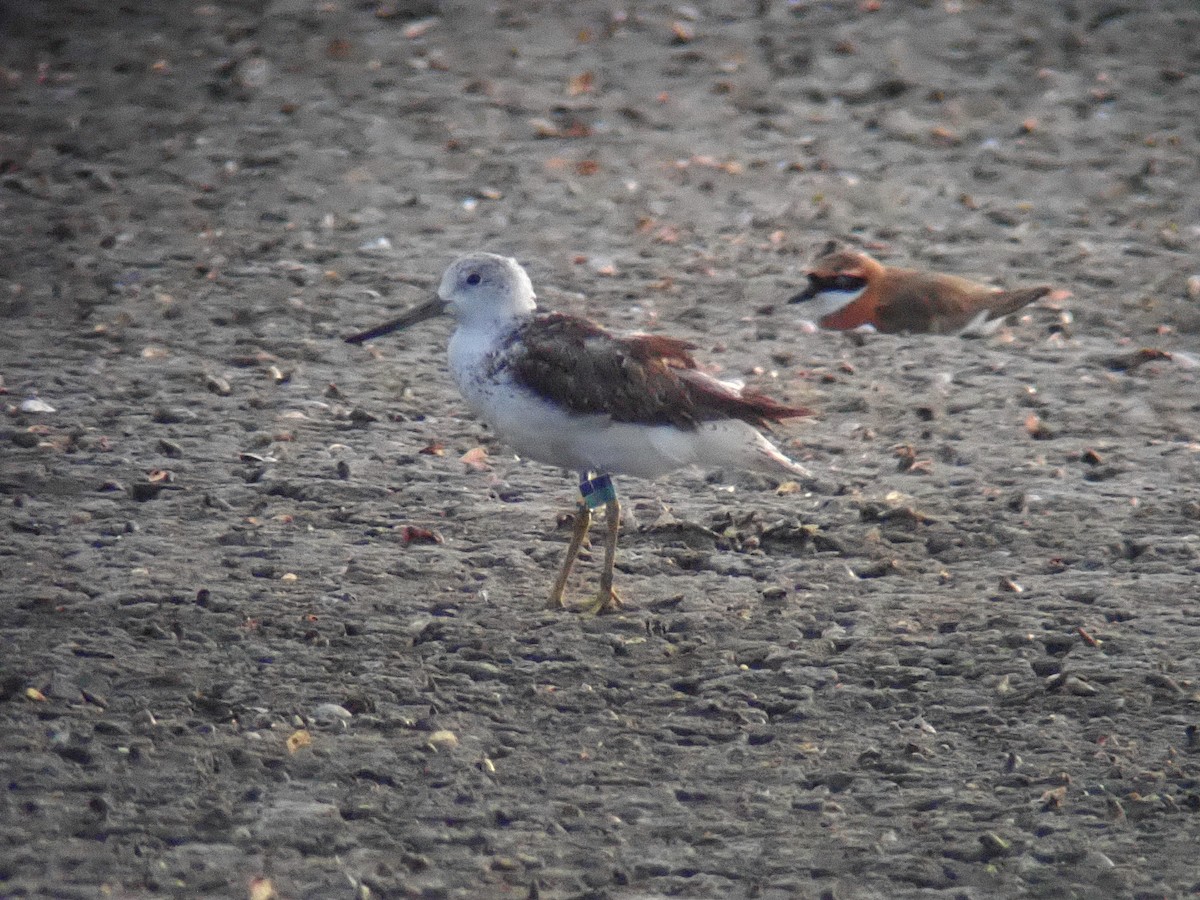 Nordmann's Greenshank - ML622114951