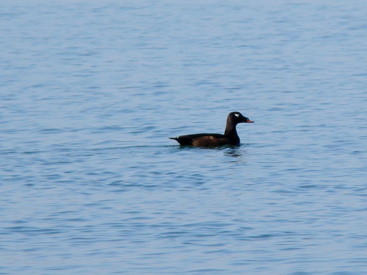 White-winged Scoter - ML622114952