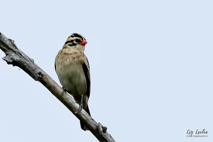 Pin-tailed Whydah - ML622114953