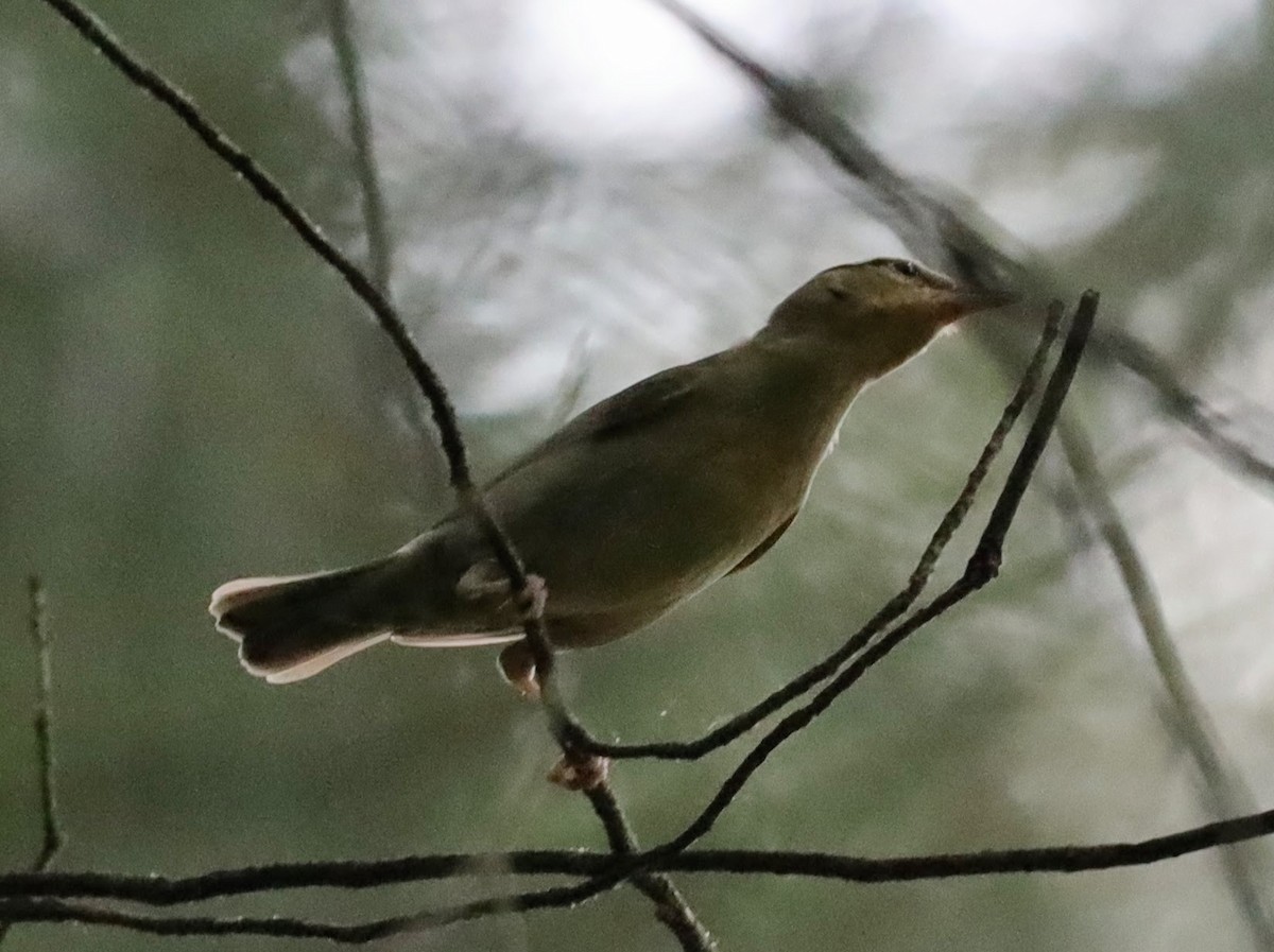 Worm-eating Warbler - ML622114956