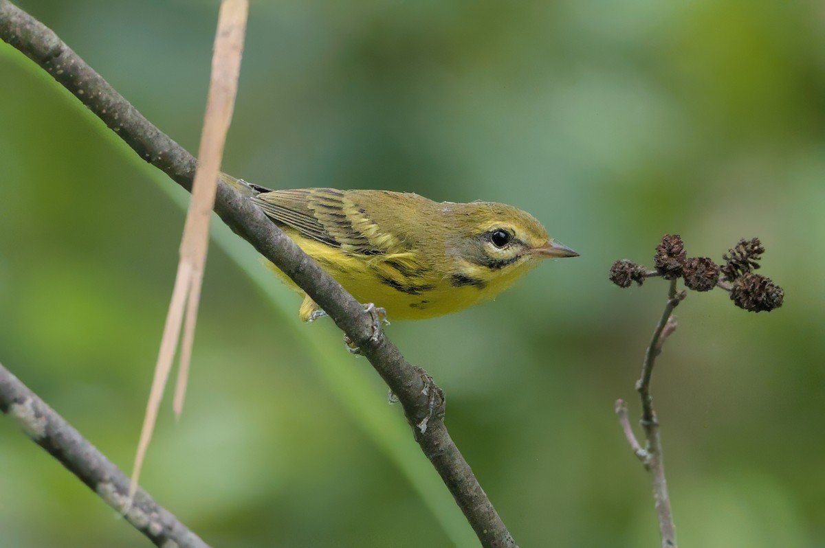 Prairie Warbler - Robert Howard