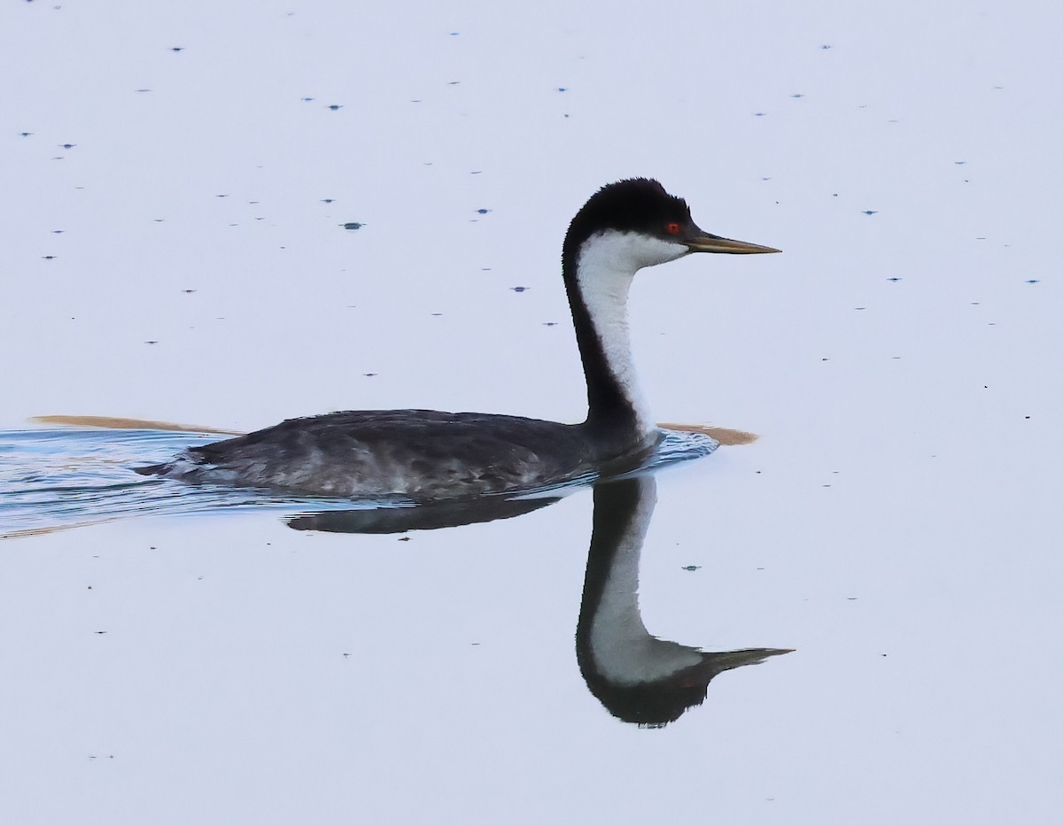 Western Grebe - ML622114962