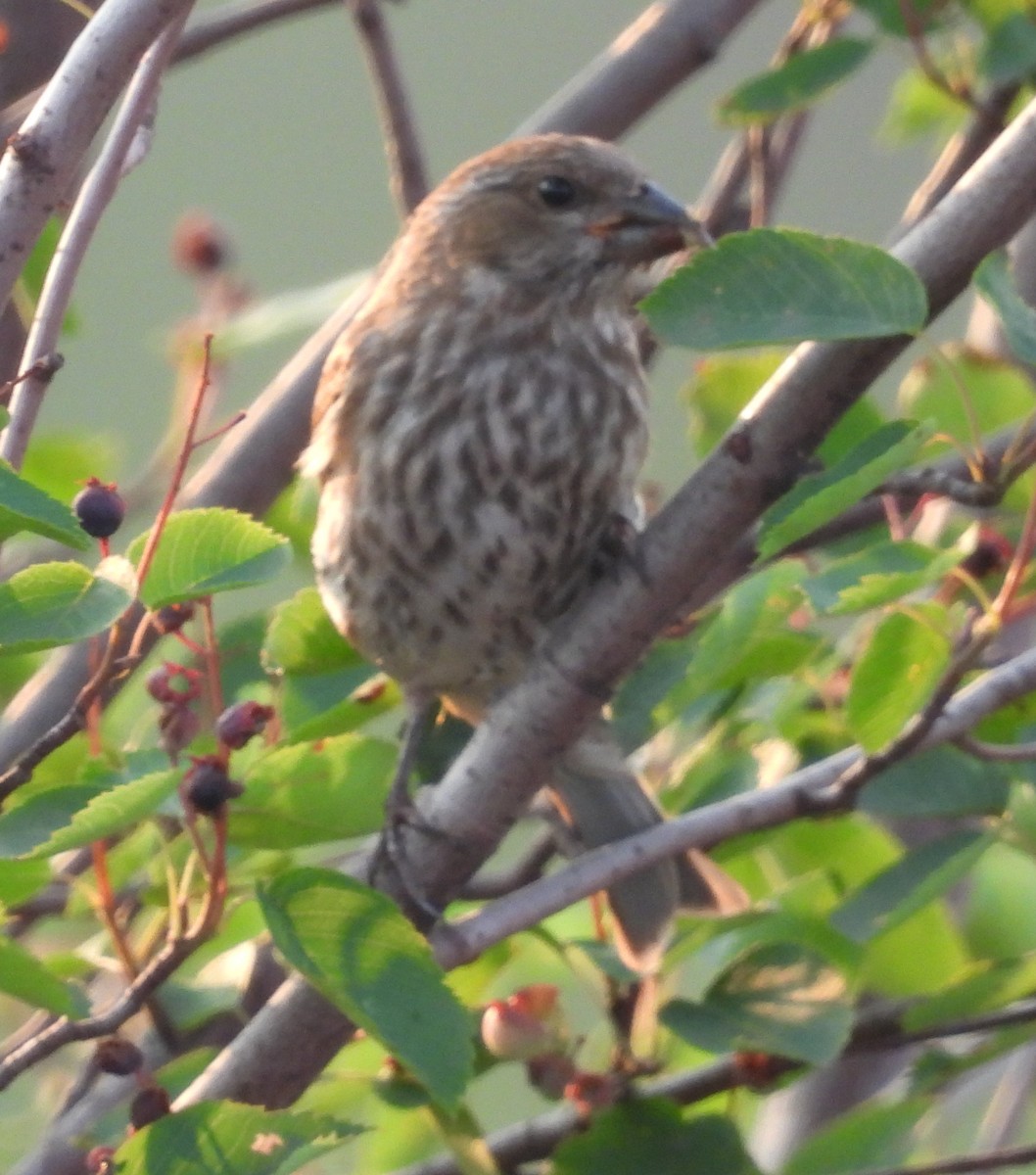 Purple Finch - Debbie Segal