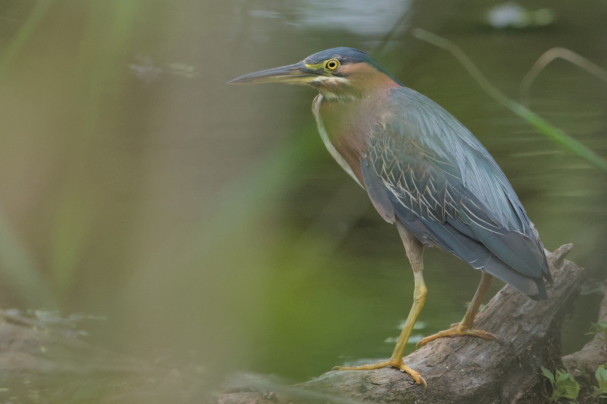 Green Heron - ML622114964