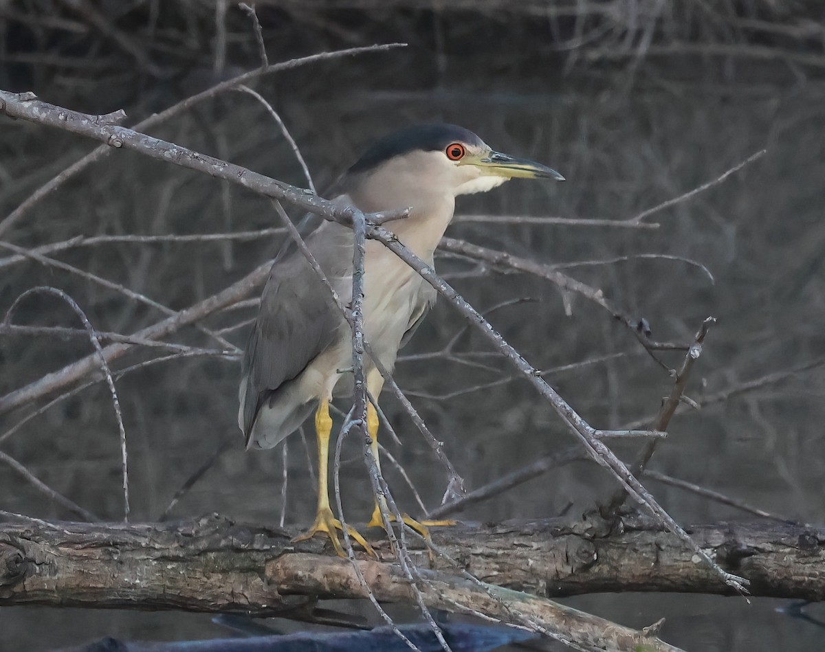 Black-crowned Night Heron - Sally Veach