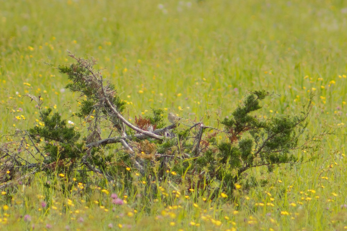 Grasshopper Sparrow - ML622114976