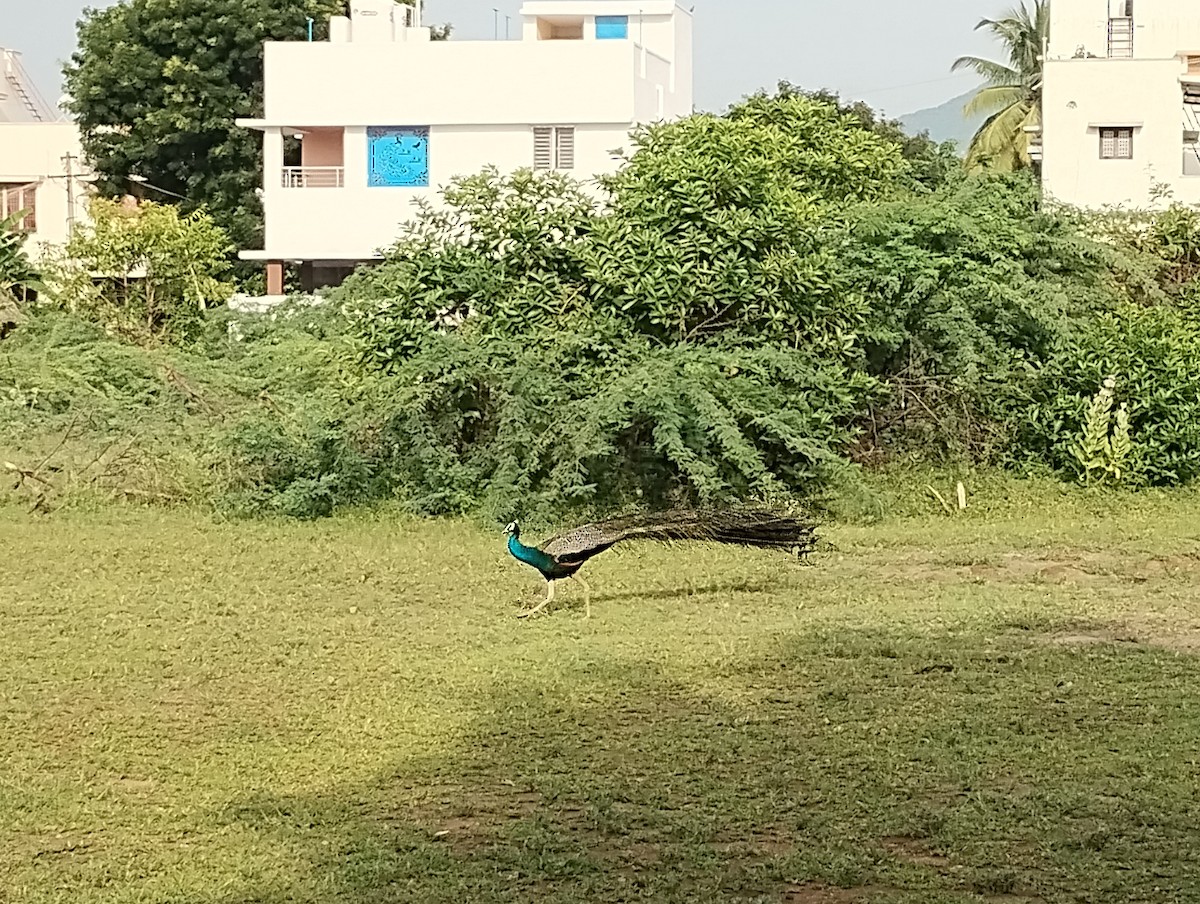 Indian Peafowl - ML622115066