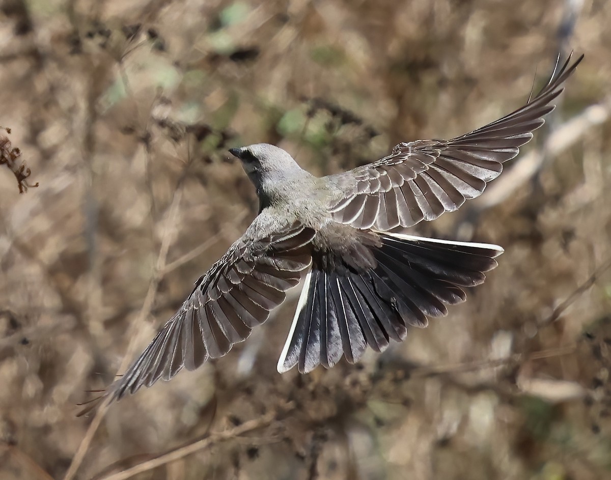 Western Kingbird - ML622115078