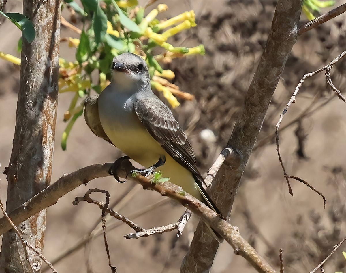 Western Kingbird - ML622115079