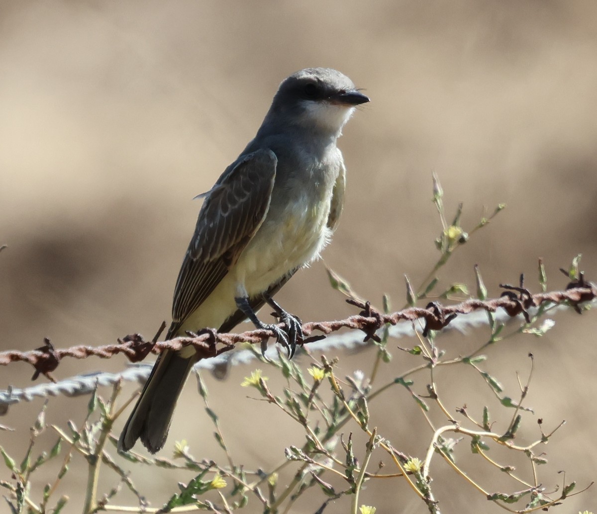 Western Kingbird - ML622115081