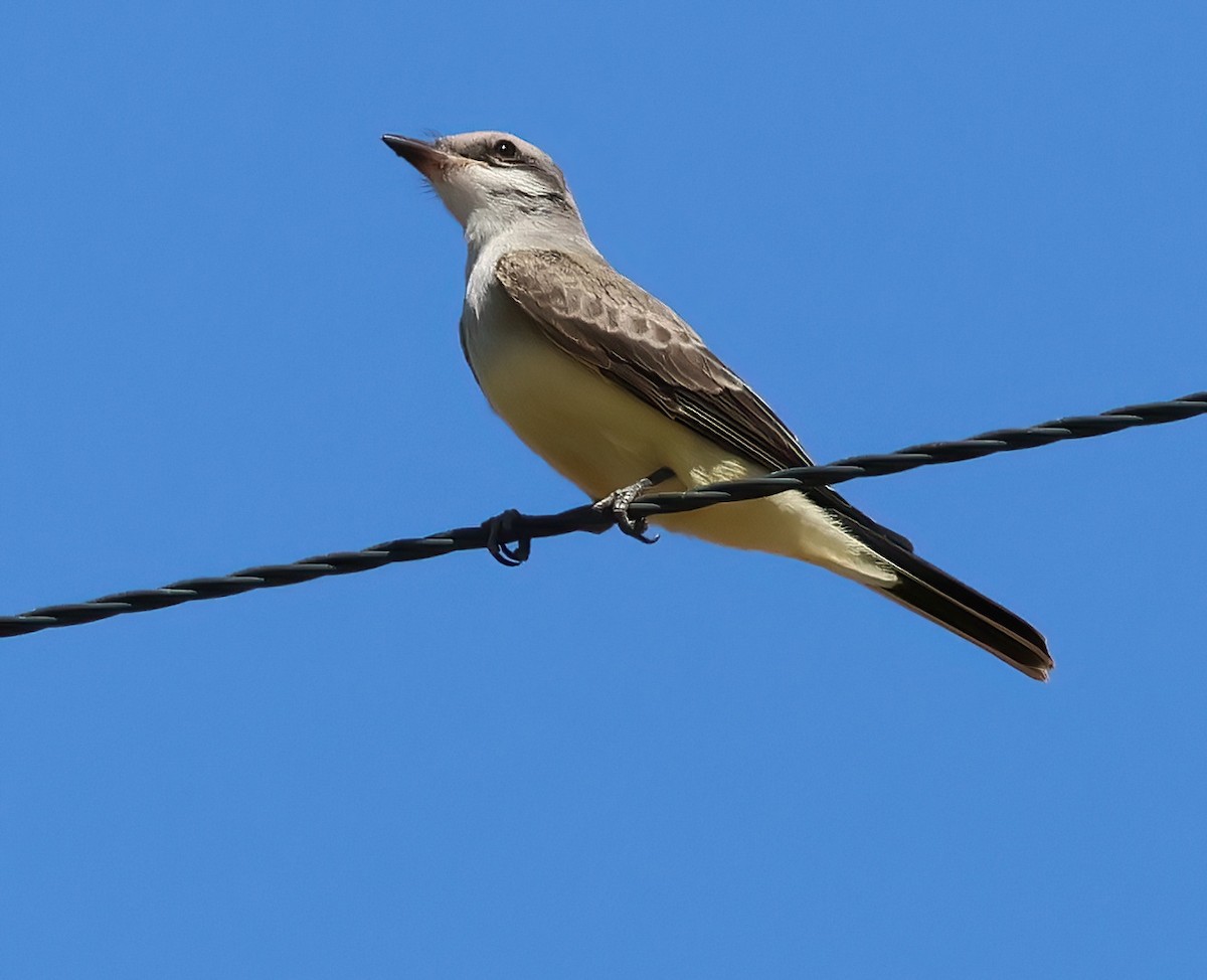 Western Kingbird - ML622115082