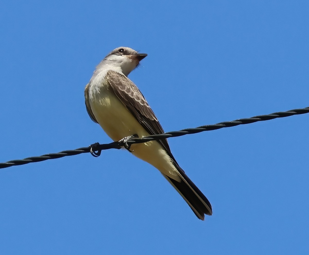 Western Kingbird - ML622115083