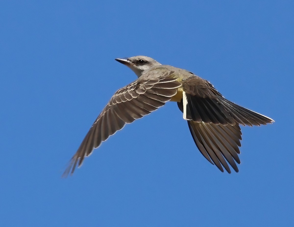 Western Kingbird - ML622115084