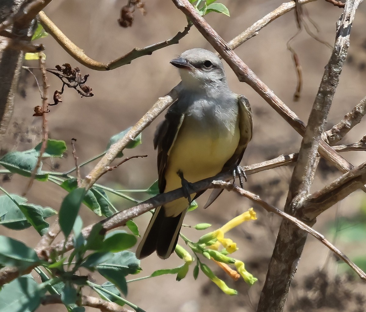 Western Kingbird - ML622115085