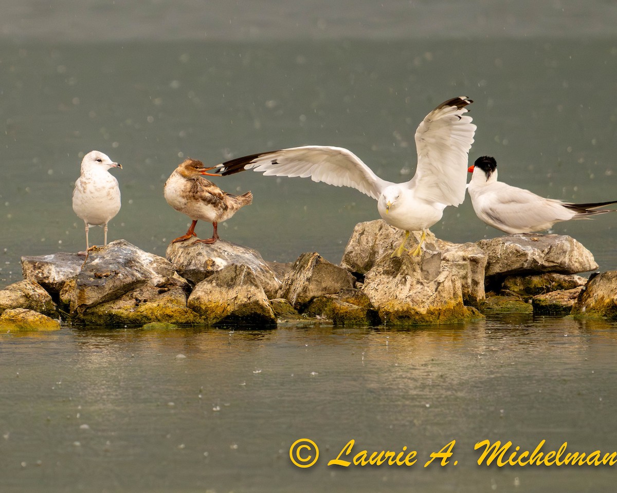 Red-breasted Merganser - Laurie Michelman