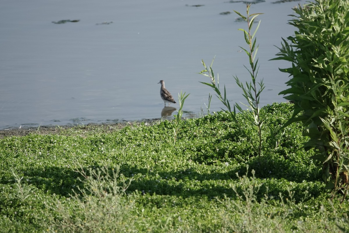 hvithalesvømmesnipe - ML622115097