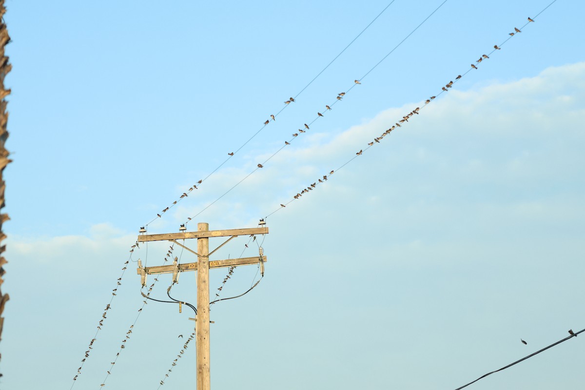 Cliff Swallow - ML622115099