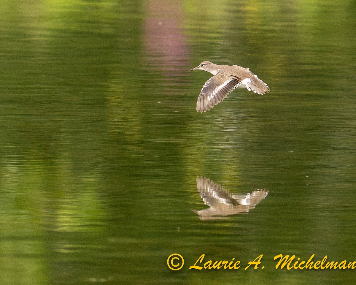 Spotted Sandpiper - ML622115101