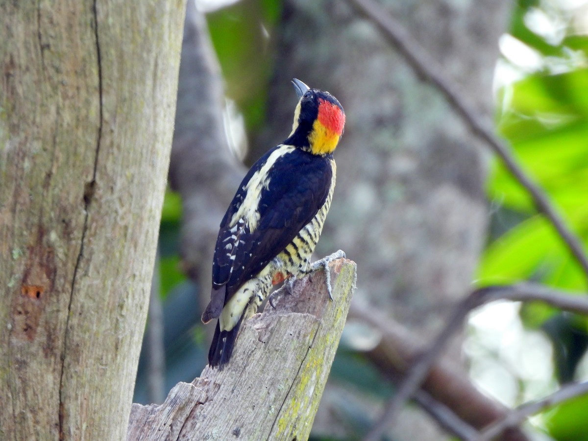 Beautiful Woodpecker - ML622115104