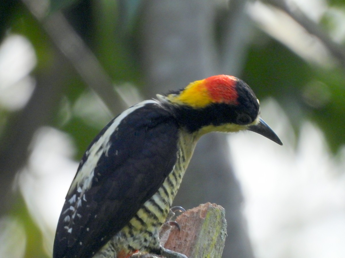 Beautiful Woodpecker - ML622115106