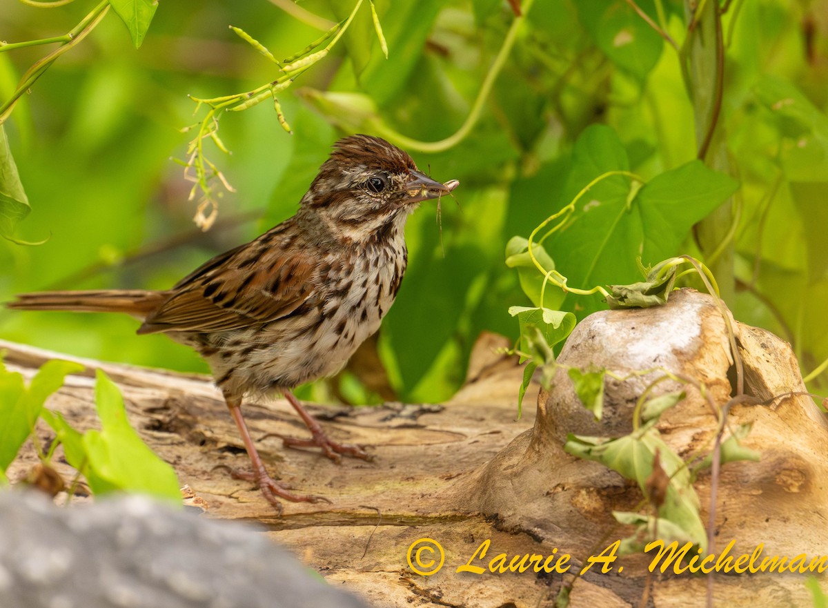 Song Sparrow - ML622115110