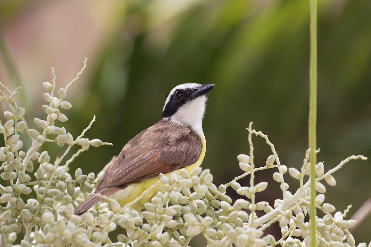 Great Kiskadee - ML622115114