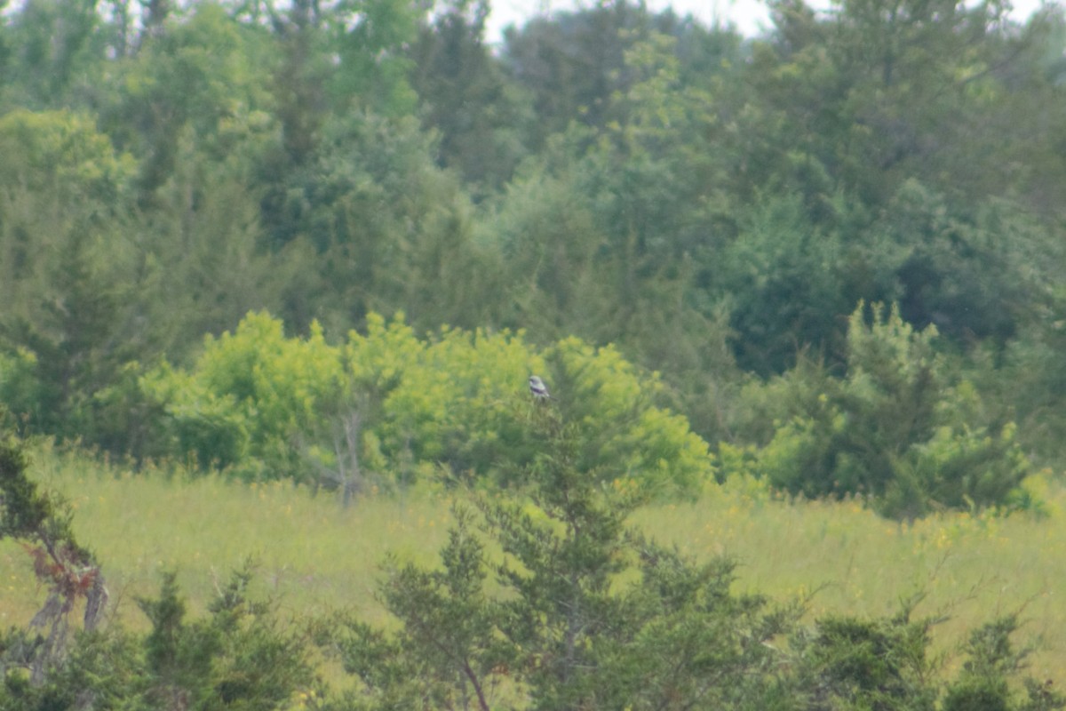 Loggerhead Shrike - ML622115120